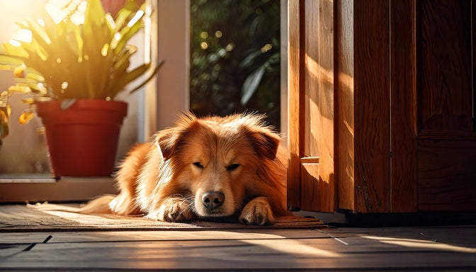 Hond alleen thuis na de vakantie: zo voorkom je verlatingsangst