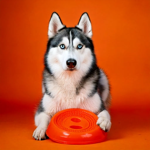 Frisbees & Werpspeelgoed (Hond)