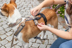 Trixie Paniekadapter Stay Voor Tuigen Zwart S-M 38-57X1,5 Cm