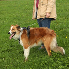 Zolux Easyride Hondentuig Zwart M 41-57X55-67 Cm